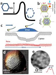 Recent cases in 2018 have included clusters of people with infection in a college campus in. Monitoring Dynamics Of Human Adenovirus Disassembly Induced By Mechanical Fatigue Scientific Reports