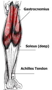 Anatomy Of The Calf Muscles Gastrocnemius And Soleus