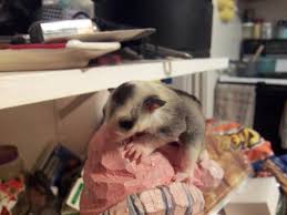 Sugar Gliders For Sale In Mechanicsville Virginia Classified Americanlisted Com