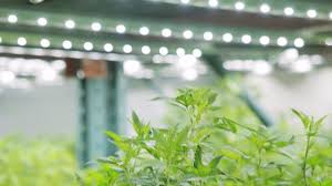 Full Spectrum Led Grow Lights Why White Fixtures Are Best Grow Light Info