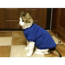 Kemique Mavi Kedi Sweatshirt Kedi Kiyafeti Kedi Elbisesi Fiyati