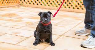 When do puppies start walking? How To Start Walking And Training A Puppy Cesar S Way