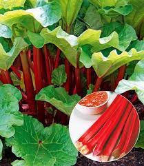 Hallo, ich suche eine oder mehrere rhabarberpflanzen für meinen garten. Immertragender Rhabarber Livingstone Baldur Garten