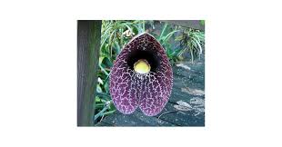 Image result for Aristolochia littoralis