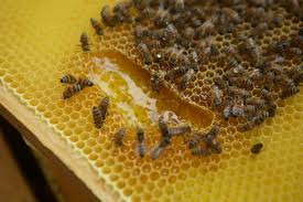 The honeycomb is, of course, a combination of these wax containers with honey. Western Honeybee Bugsfeed