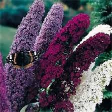 Image result for buddleia davidii