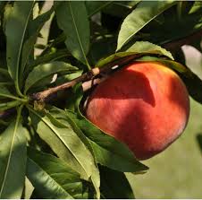 View price return to shopping. Peaches Ask The Green Genie