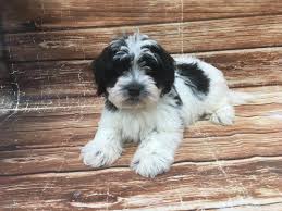 Havanese Puppy Black and White ID:23376 Located at Petland ...