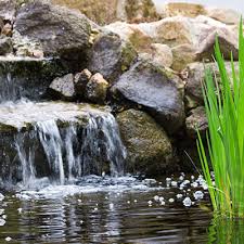 Maybe you would like to learn more about one of these? Water Garden Koi Pond Supplies Natural Clear Water Guaranteed Crystalclear