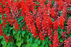 Try to explore and find out the closest flower. The Best Places To Buy Seeds Plants And Flowers Online Birmingham Live