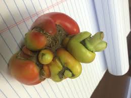 Check spelling or type a new query. Deformed Tomatoes Smallacreage