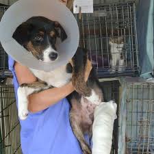 How much does a veterinary technician make?. Veterinary Support For The Animals Of Rarotonga The Cook Islands Posts Facebook