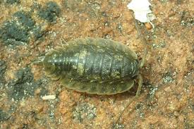 Image result for Ypsilopus liae