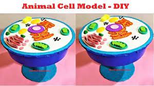 To create the plasma membrane, you can use a large rubber band and paint it with a brush. How To Make An Animal Cell Model 3d Project For Science Exhibition How To Make Animal Cell Model Youtube