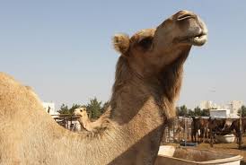 Katz sells ad space on behalf of radio networks like cbs, cumulus, entercom, iheartmedia and cox. Does The Geico Hump Day Camel Have A Name