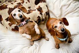 The dachshund, or wiener dog, is a lively, clever, & courageous dog that is generally good with children. Northern California Southern California Dachshund Relief Inc