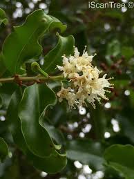 Image result for Galpinia transvaalica