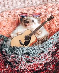 Neni K Dispozici Zadny Popis Fotky Cute Little Animals Cute Animal Photos Cute Baby Animals