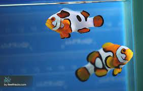Picasso Clownfish Clown Fish Fun Facts Beautiful Fish