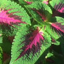 Image result for Coleus foliatus
