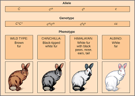 Select download format dihybrid cross worksheet rabbits answersdownload dihybrid cross worksheet rabbits answers dihybrid cross problems worksheet with answers printable. Patterns Of Inheritance Boundless Biology