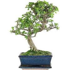 Seit 2 wochen verliert der nun immer mehr und mehr blätter (10 stk. Ruan Bonsai Pflege Bonsai Trees Mesa Az Maple Tree Bonsai From Seed Bonsai Sushi Redding Bonsai Loa Terbaik Miniature Hobbit House With Bonsai Bonsai Oak Tree Chinese Elm Bonsai Lose Leaves In