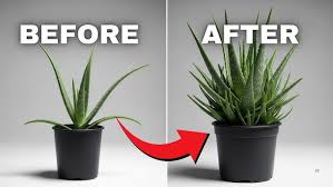 Image result for Aloe christianii