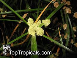 Image result for Cyperus sp. (ex Mariscus sp.no.2)