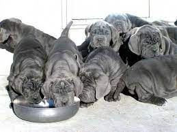English Mastiff Puppies For Sale English Mastiff Puppies Price Mastiff Mix Puppies For Sale Neapolitan Mastiff Puppies Mastiffs Mastiff Puppies Mastiff Dogs