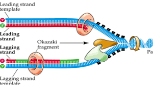Dna Structure And Replication Review (Article) | Khan Academy
