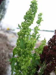 Image result for Rumex crispus