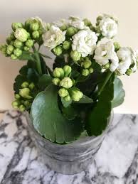 They are a bit of a 'granny' plant that were overused in the. Indoor Plants On A Budget Alienqueen