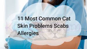We did not find results for: 11 Most Common Cat Skin Problems Scabs Allergies Kotikmeow