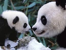 | freefire #crazygamervki #garena #panthervspanda #pandavspanther #egame panda vs panther skill comparison panda skill test. Why Panda Sex Isn T Black And White Science Smithsonian Magazine