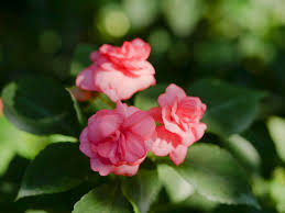 Image result for Impatiens shirensis