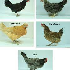 White leghorn chickens are a hardy breed that lays large white eggs, and you can count on around 280 per year, as long as they have enough food, water, and heat. Saudi Native Chicken Breeds Table 2 Some Productive Traits Mean Se Download Scientific Diagram