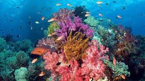 Langitnya yang biru, air laut hijau kebiruan, dan. Sekali Seumur Hidup Kamu Wajib Mengunjungi Kepulauan Raja Ampat Papua