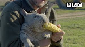 Corn is often included as an ingredient in many types of dog food and has. Feeding A Farting Wombat Bbc Youtube