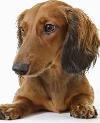 Dachshund Miniature Long Haired Dog Breed Information Brown Dog Names Long Haired Miniature Dachshund Long Haired Dachshund