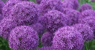 Summer flowers cut flowers summer flowering bulbs april may ranunculus seeds bloom autumn rose. Time To Plant Your Sleeping Beauties