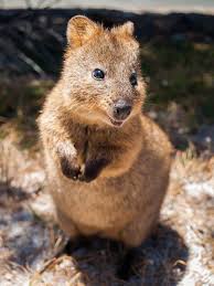 10 Of Australia S Cutest Animals Cute Animals Quokka Mammals