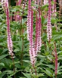 Opening from the base up, the slender wands bend and curve, adding a playful air to the impres 12 Veronicastrum Virginicum Erica Ideen Pflanzen Garten Gartenschirme