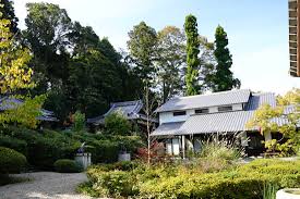大願寺のモミ