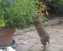 When we know how to keep ants out of vegetable garden areas, we can enjoy nature's bounty and not worry about insect attacks. Humane Ways To Prevent Rabbit Damage In The Garden Hgtv