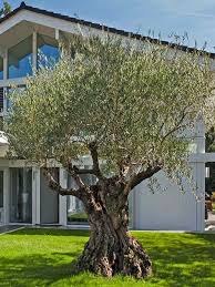 Image result for Olea woodiana