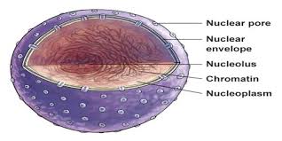 We did not find results for: Class Viii Science Notes And Study Material For Cell Structure And Functions Chapter 8