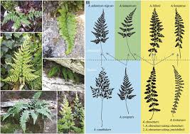 Image result for Asplenium adiantum-nigrum