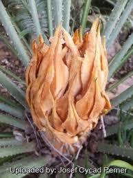 Image result for Cycas thouarsii