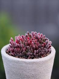 Bear Paw Jade Crassula Pubescens Subsp Rattrayi Small Red Pflanzen Sukkulenten Garten