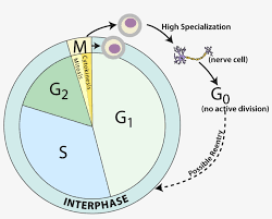 A diagram of a plant cell. 03a Cell Cycle Labeled Smv Remix Transparent Png 1259x835 Free Download On Nicepng